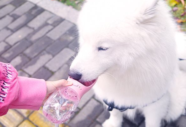 狗狗有泪痕，教你5个小方法，快速消除