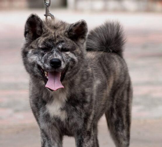 小虎斑宠物狗(虎斑犬幼崽)