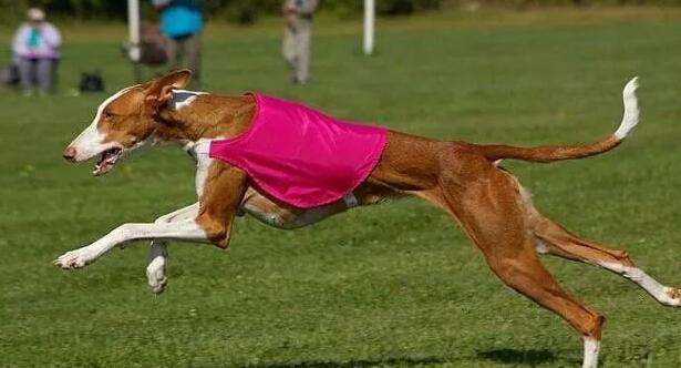世界十大跑得最快的狗 世界十大跑得最快的狗排行榜