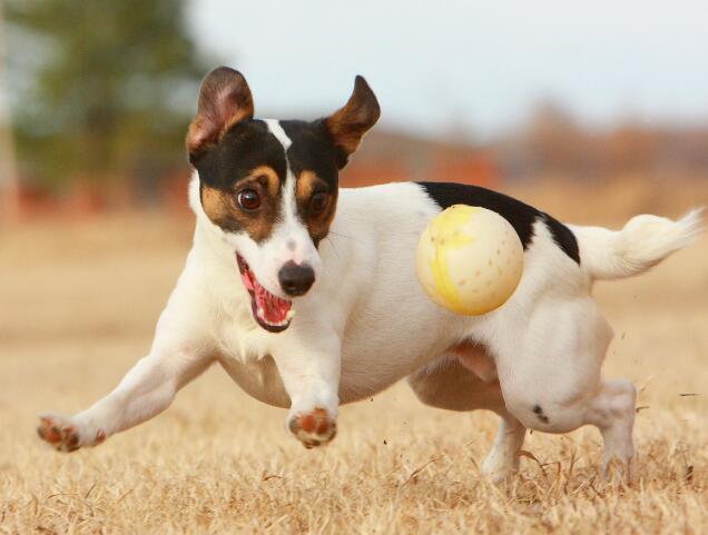 世界十大跑得最快的狗 世界十大跑得最快的狗排行榜