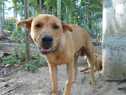 田园犬多少钱一只 中华田园犬一般价钱 中华田园犬最便宜多少钱