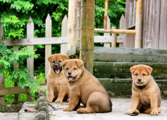 田园犬多少钱一只 中华田园犬一般价钱 中华田园犬最便宜多少钱