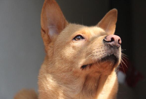 田园犬多少钱一只 中华田园犬一般价钱 中华田园犬最便宜多少钱