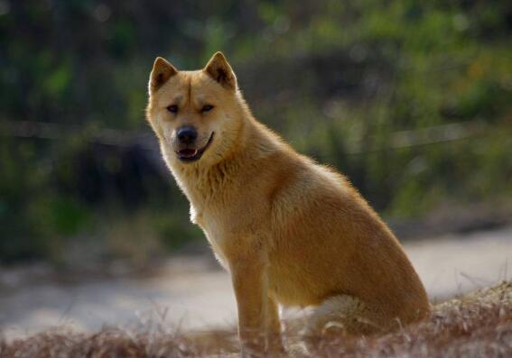 田园犬多少钱一只 中华田园犬一般价钱 中华田园犬最便宜多少钱