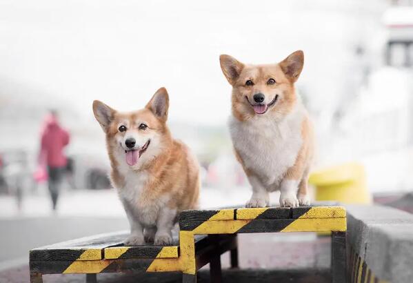 柯基纯种一般多少钱一只 柯基犬价格大概多少钱一只