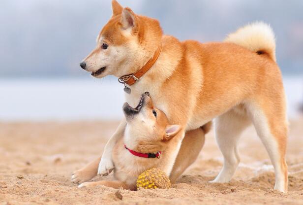 柴犬 柴犬的简介