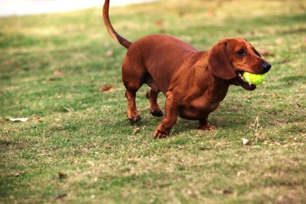 常见的家犬种类 常见的家犬有哪些