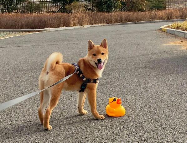 常见的家犬种类 常见的家犬有哪些