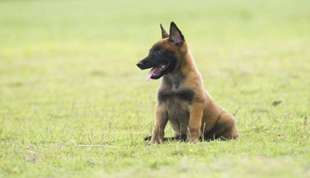 小马犬图片大全带文字 小马犬图片大全大图（10p）