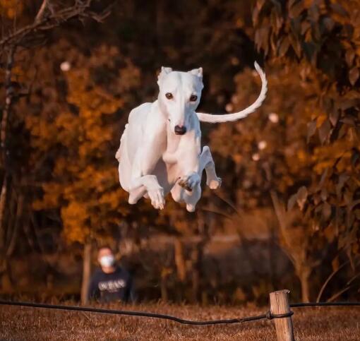 格力犬 格力犬图片 格力犬价格多少钱一只