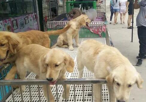 北京宠物市场 北京十大宠物市场