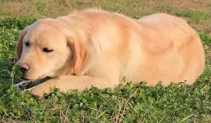 拉布拉多犬多少钱一只黑色 拉布拉多犬简介