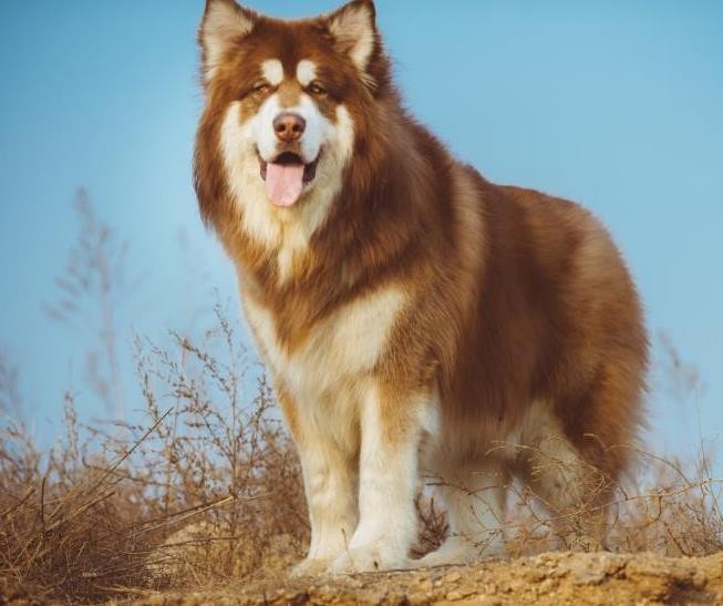 阿拉斯加名字的由来 阿拉斯加犬多少钱一只