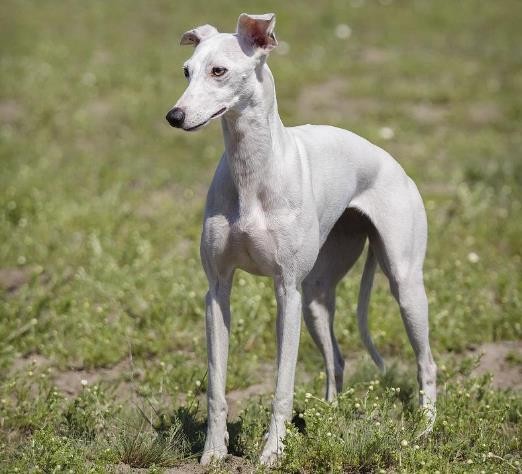 慧比特犬一只多少钱 惠比特犬和灵缇的区别