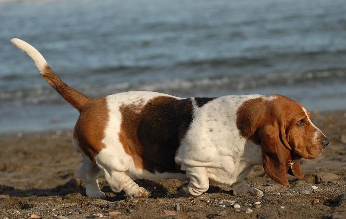 巴吉度犬图片 巴吉度犬属于大型犬吗 巴吉度犬好养吗