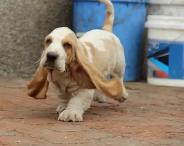 巴吉度犬图片 巴吉度犬属于大型犬吗 巴吉度犬好养吗