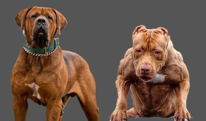 土佐犬vs比特犬哪个厉害 土佐犬和比特犬谁贵