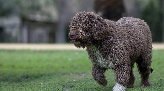 嗅觉猎犬前五排行榜：血猎犬、指示犬、德国短毛指示犬、水猎犬、獒犬