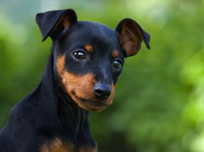 迷你杜宾是杜宾吗 迷你杜宾属于小型犬吗