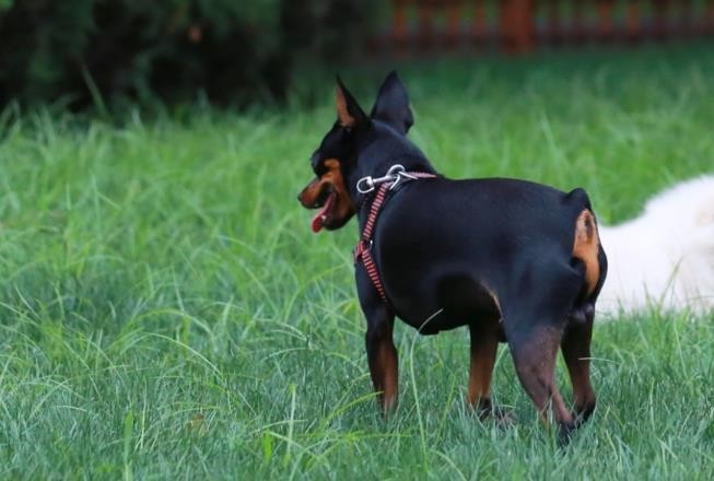 迷你杜宾是杜宾吗 迷你杜宾属于小型犬吗