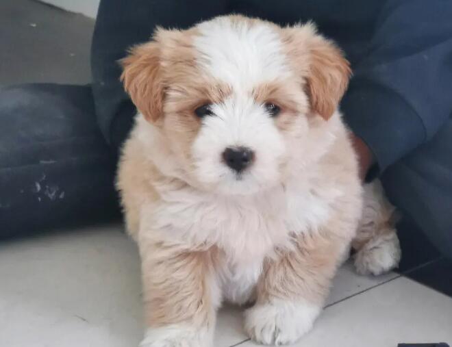 串种八哥犬 八哥串狗图片 八哥串串狗好养吗