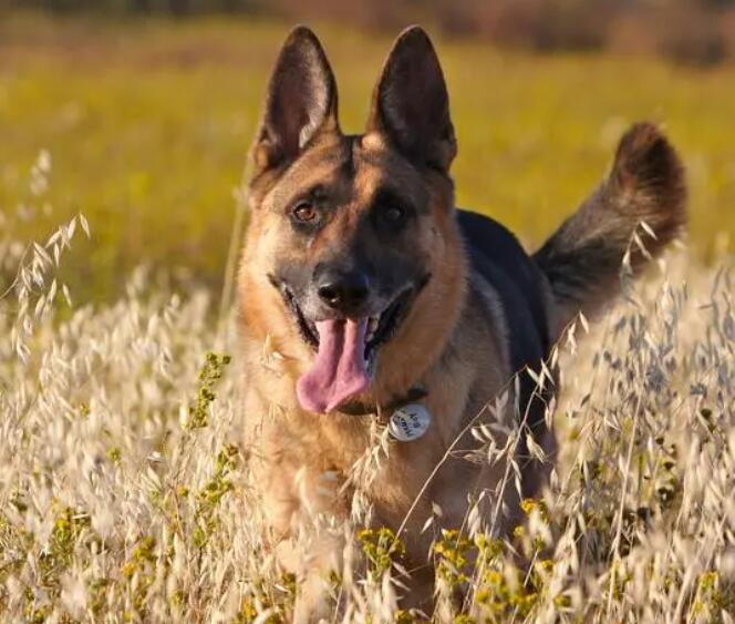 黑背犬价格 黑背犬优缺点