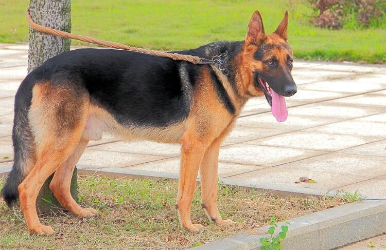 黑背犬价格 黑背犬优缺点