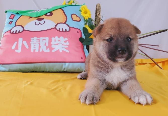 柴犬幼崽图片 柴犬幼崽和中华田园犬的区别