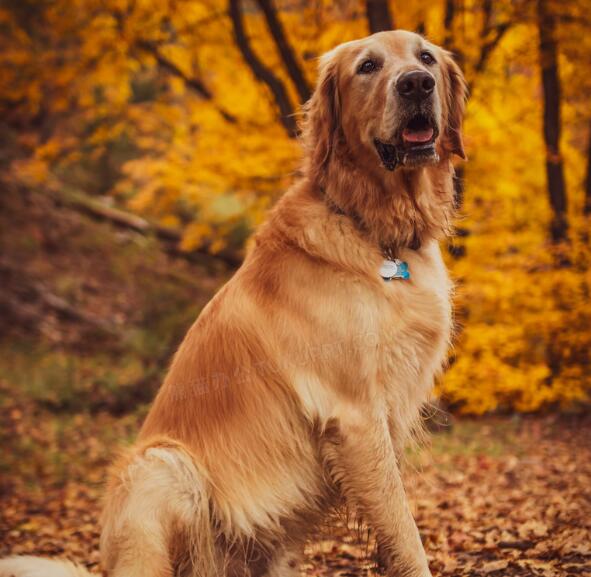 金毛 金毛幼犬一只多少钱 金毛犬图片