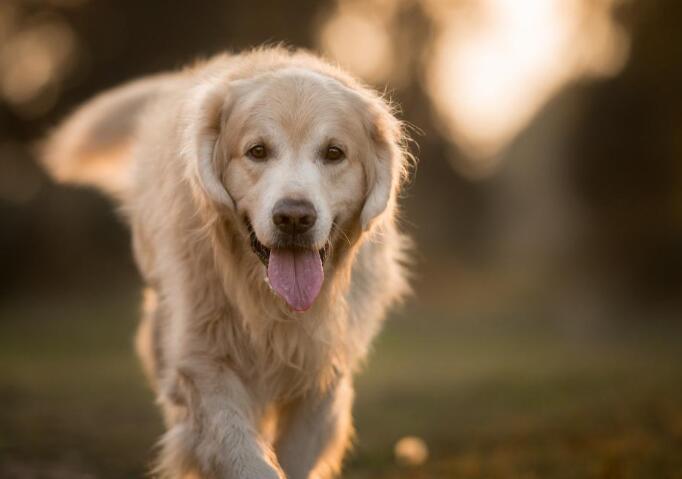 金毛 金毛幼犬一只多少钱 金毛犬图片